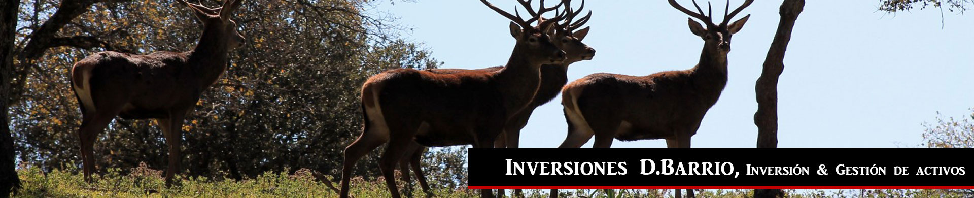 Inversiones D.Barrio, rentabilidad – inmuebles,  … sevilla, madrid,locales rentabilidad, barcelona. Compra-venta de Activos en Rentabilidad sobre todo Capitales de provincia, Sevilla, Madrid,locales rentabilidad, etc